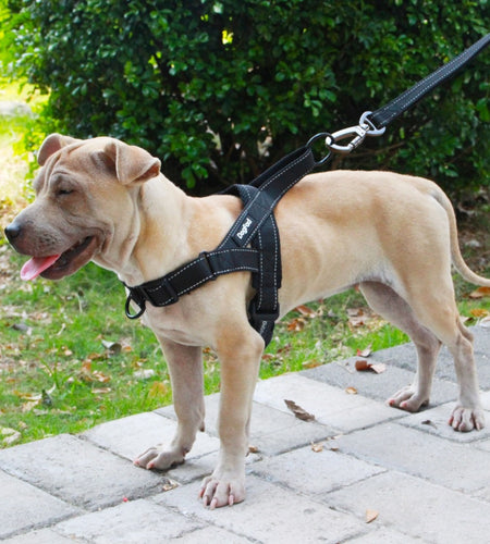 Adjustable Dog Harness