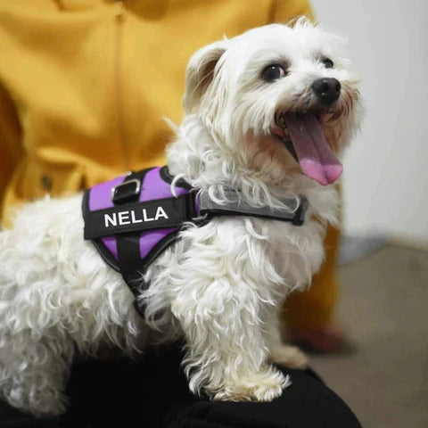 Load image into Gallery viewer, Safety Dog Harness
